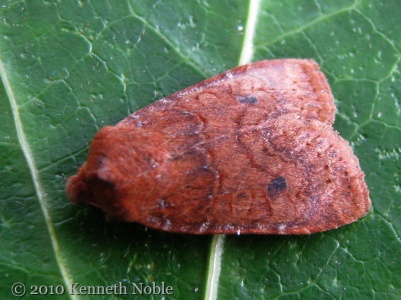 chestnut (Conistra vaccinii) Kenneth Noble